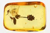 Detailed Fossil Thuja Cone, Stamen, and Leaves In Baltic Amber #381223-2